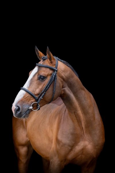 DAZZLE Z - Excellence meets legacy! | Studfarm Zangersheide